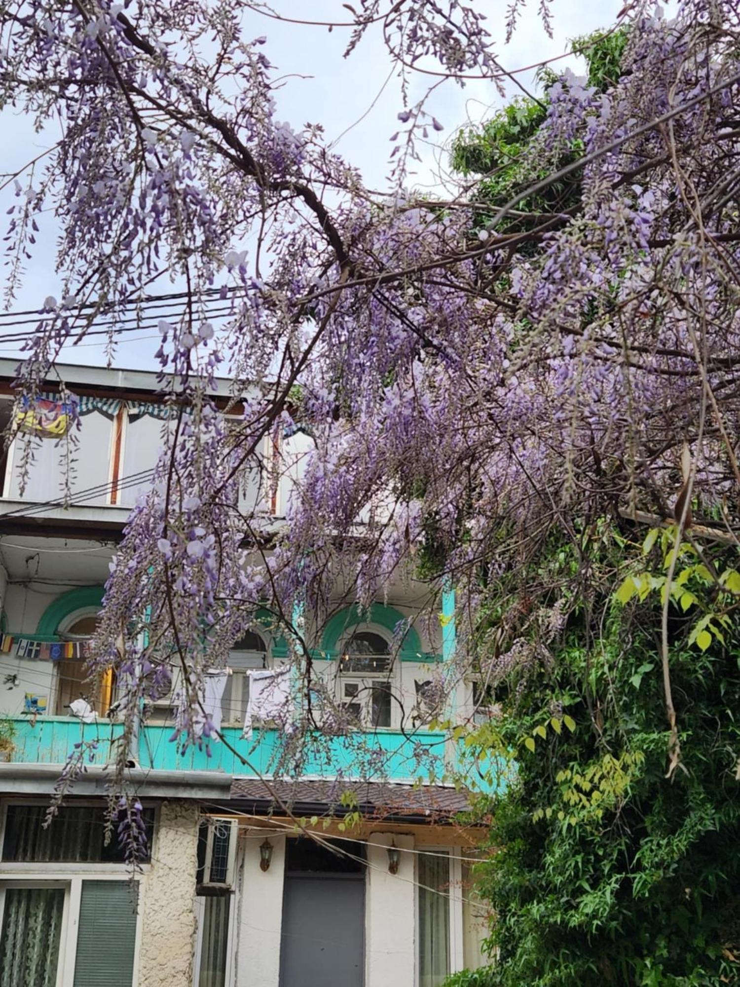Green Stairs Guest House — Photos 2